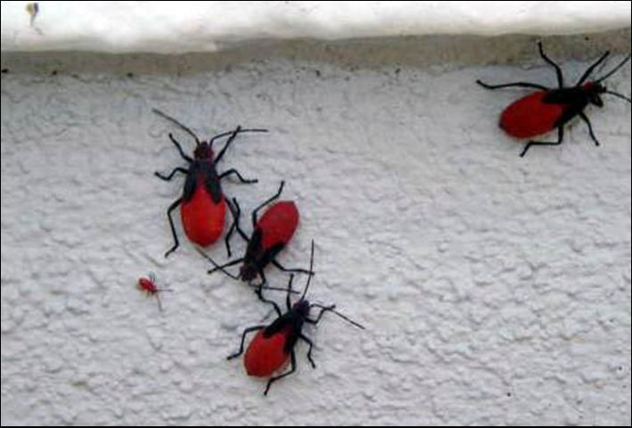 Figure 1. Nymphs of the Jadera bug, Jadera haematoloma (Herrich-Schaeffer), on the side of a house.