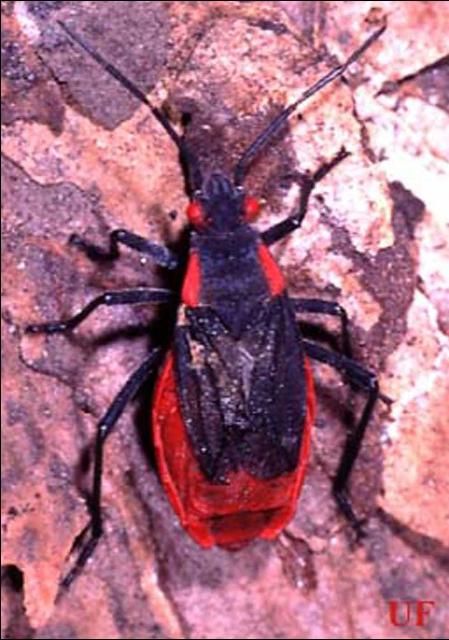 Figure 3. Adult Jadera bug, Jadera haematoloma (Herrich-Schaeffer).