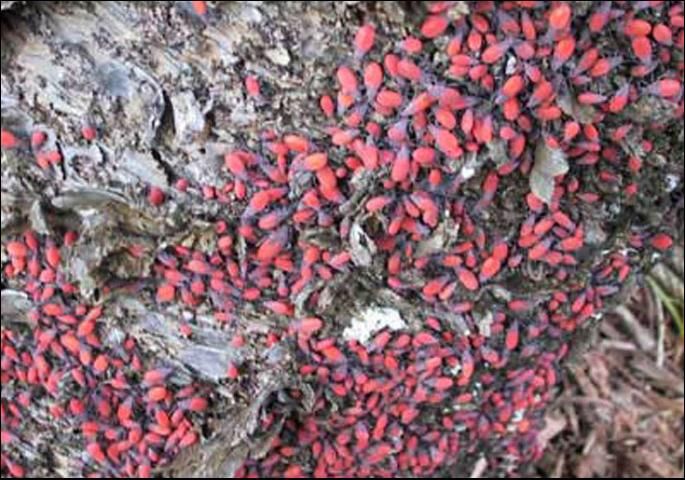 Figure 2. Nymphs of the Jadera bug, Jadera haematoloma (Herrich-Schaeffer), on a tree trunk in central Florida.