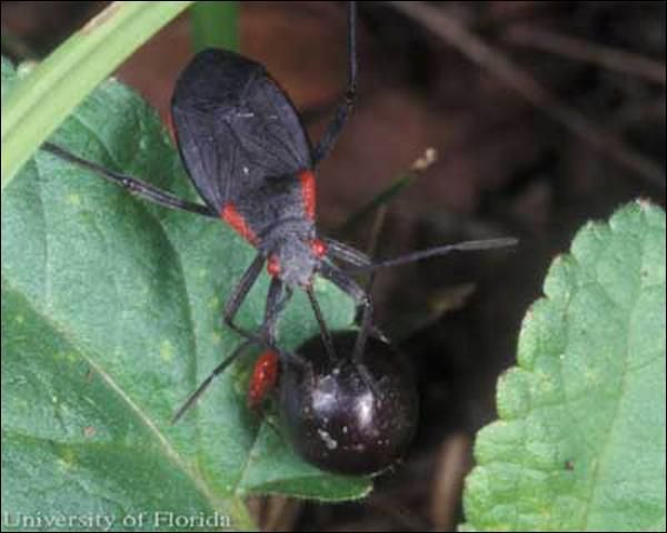 Figure 7. Adult Jadera bug, Jadera haematoloma (Herrich-Schaeffer), feeding on a goldenrain tree seed.