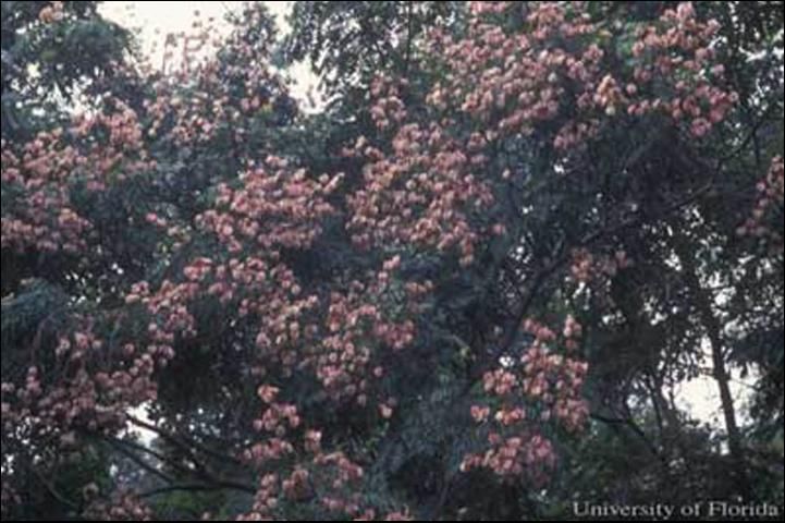 Figure 6. Goldenrain tree, Koelreuteria spp., with seed pods.