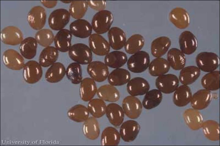 Figure 5. Scentless plant bug eggs, Jadera haematoloma (Herrich-Schaeffer).