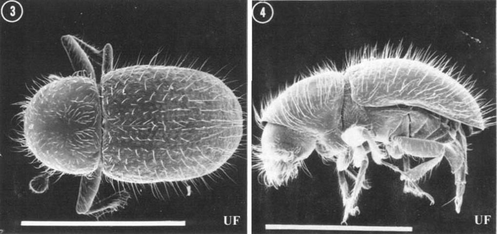 Figure 2. Dorsal (left) and lateral (right) views of an adult male granulate ambrosia beetle, Xylosandrus crassiusculus (Motschulsky). The white line in each photograph represents 1.0 mm. Males are about 1.5 mm long, much smaller than females. Their shape is also distinctive, characterized by a radically reduced thorax and a generally hunch-backed appearance. Like other species of xyleborines, males are flightless and rarely encountered outside their brood gallery.