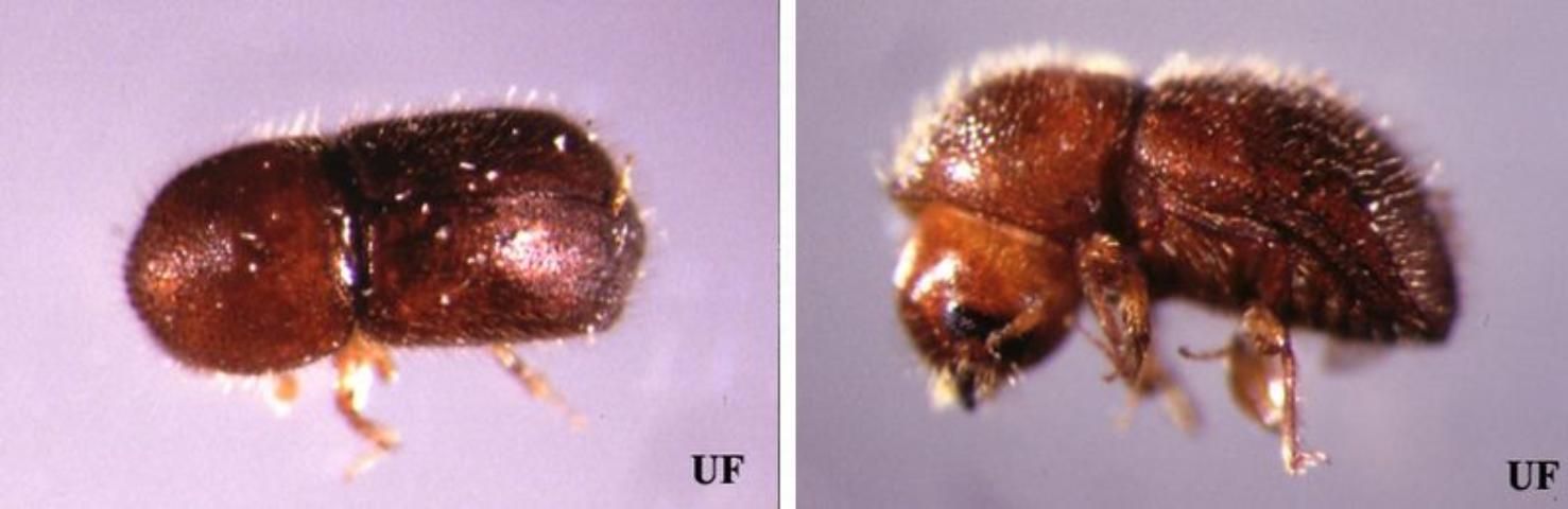 Figure 3. Dorsal (left) and lateral (right) views of an adult female granulate ambrosia beetle, Xylosandrus crassiusculus (Motschulsky). Female X. crassiusculus are 2.1–2.9 mm long, stout bodied; the mature color is dark reddish brown, darker on the elytral declivity. Xylosandrus crassiusculus is distinguished from the other two Xylosandrus species in the southeastern United States by its larger size (females of other species are only 1.3–2.0 mm long), and the dull, densely granulate surface of the declivity (smooth and shining in other species).