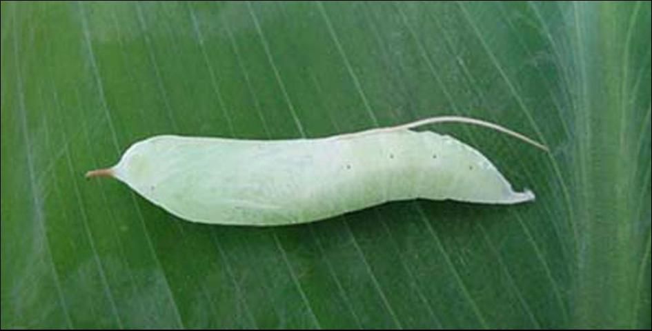 Figure 9. Pupa of the larger canna leafroller, Calpodes ethlius (Stoll), showing anterior spine and case enclosing proboscis extending beyond cremaster.