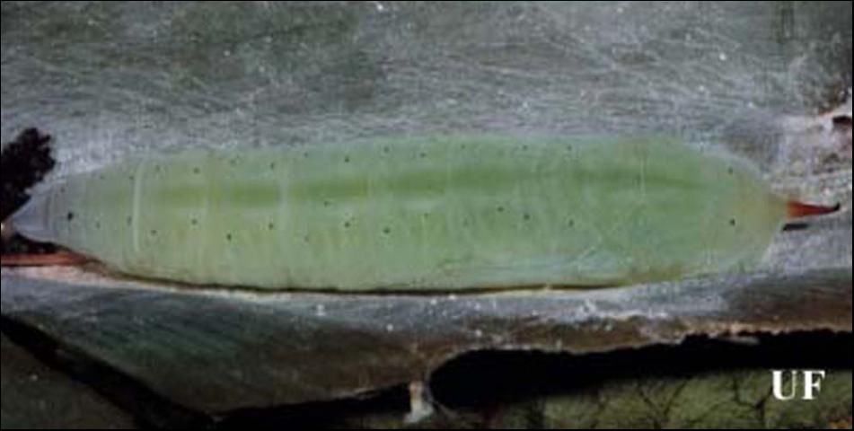 Figure 8. Pupa of the larger canna leafroller, Calpodes ethlius (Stoll), on silken mat in leaf roll.