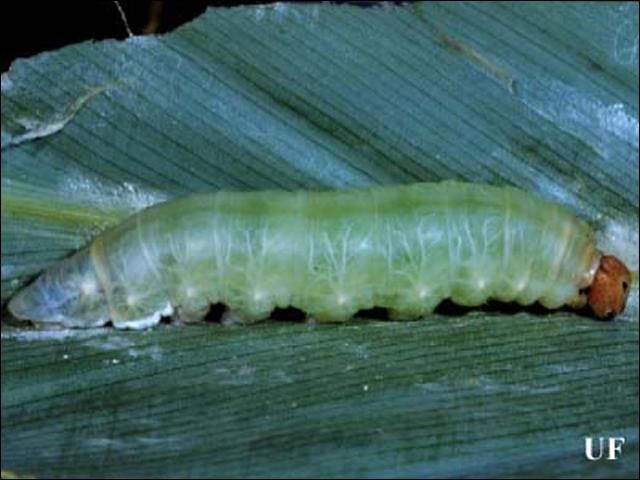 Figure 7. Fifth instar larva of the larger canna leafroller, Calpodes ethlius (Stoll), after gut emptying in preparation for pupation.