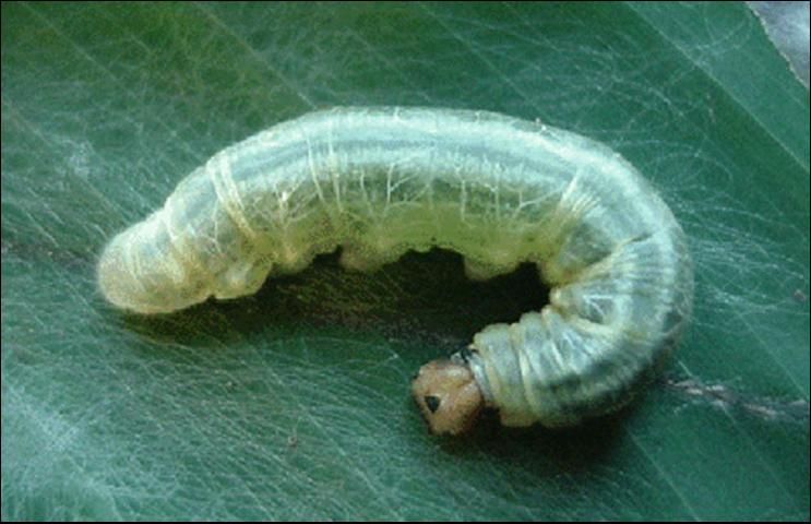 Figure 5. Fifth instar larva of the larger canna leafroller, Calpodes ethlius (Stoll), with characteristic dark triangle on frontal region of the head.