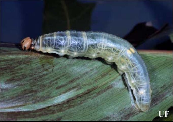 Figure 6. Fifth instar larva of the larger canna leafroller, Calpodes ethlius (Stoll), before gut emptying.