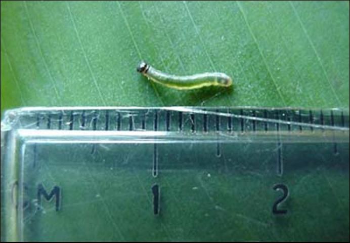 Figure 4. Second instar larva of the larger canna leafroller, Calpodes ethlius (Stoll).
