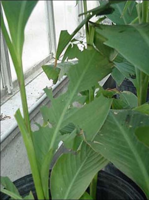 Figure 10. Canna leaf damage caused by larvae of the larger canna leafroller, Calpodes ethlius (Stoll).