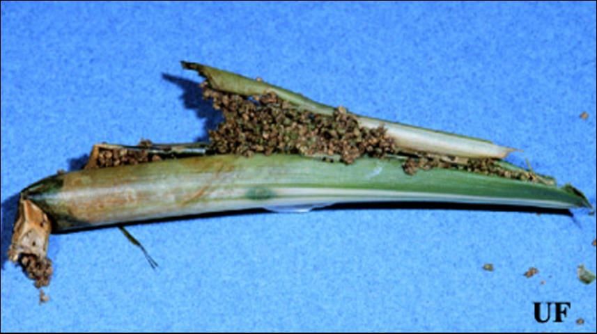 Figure 4. Frass-filled canna leaf roll containing larvae of the lesser canna leafroller, Geshna cannalis (Quaintance).