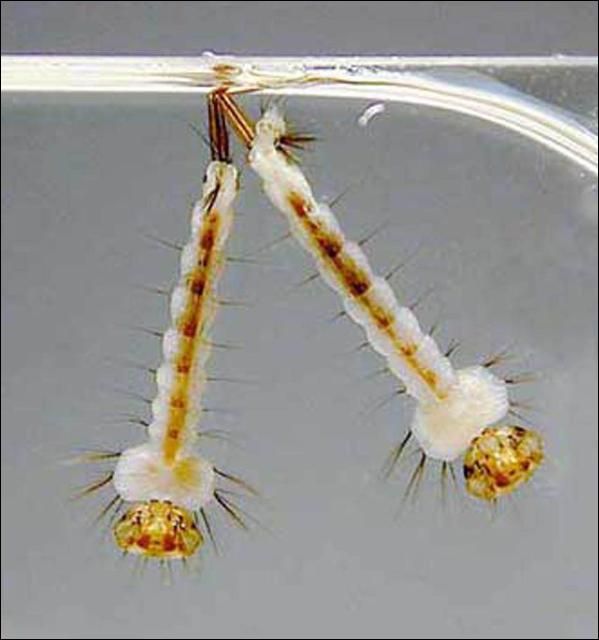 Figure 5. 4th stage larvae of the crabhole mosquito, Deinocerites cancer Theobald.
