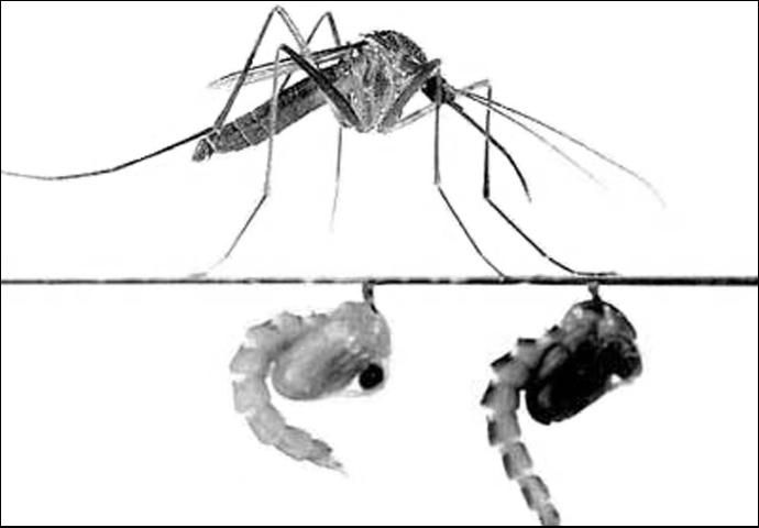 Figure 9. The crabhole mosquito, Deinocerites cancer Theobald, exhibiting pupal attendance.