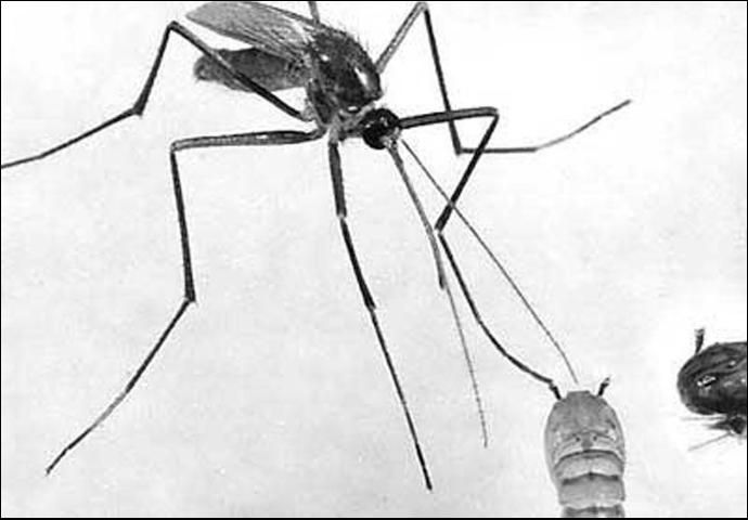 Figure 10. Male crabhole mosquito, Deinocerites cancer Theobald, attached to a pupa's air trumpet with the tarsal claw of its foreleg.