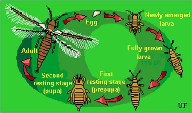 Figure 1. Typical thrips life cycle. Illustration by Jane C. Medley, University of Florida