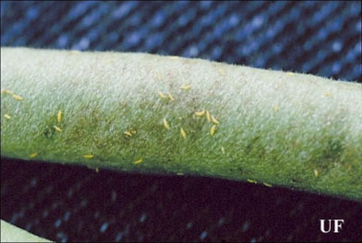 Figure 7. Melon thrips, Thrips palmi Karny, on a bean pod. Photograph by John Capinera, University of Florida