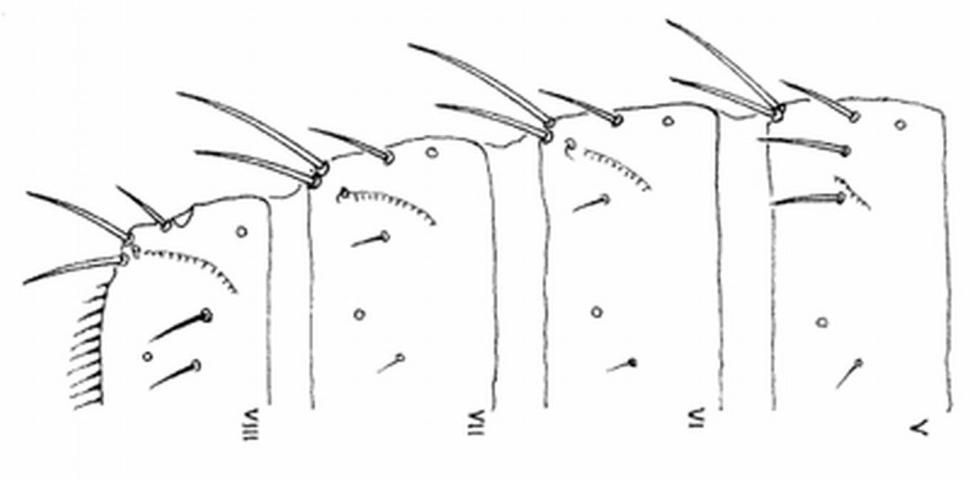 Figure 5. Abdominal segments V-VIII of the melon thrips, Thrips palmi Karny. Illustration by: K. Sakimura