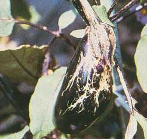 Figure 11. Eggplant scaring damage caused by melon thrips, Thrips palmi Karny. Photograph by FDACS-DPI.