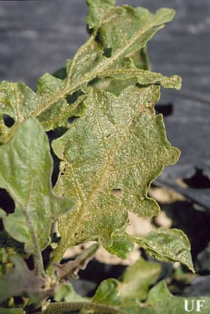 Figure 10. Eggplant leaf damage caused by melon thrips, Thrips palmi Karny. Photograph by John Capinera, University of Florida.