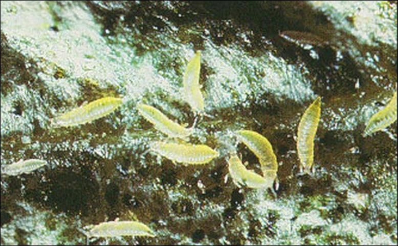 Figure 2. Larvae of melon thrips, Thrips palmi Karny. Photograph by FDACS-DPI.
