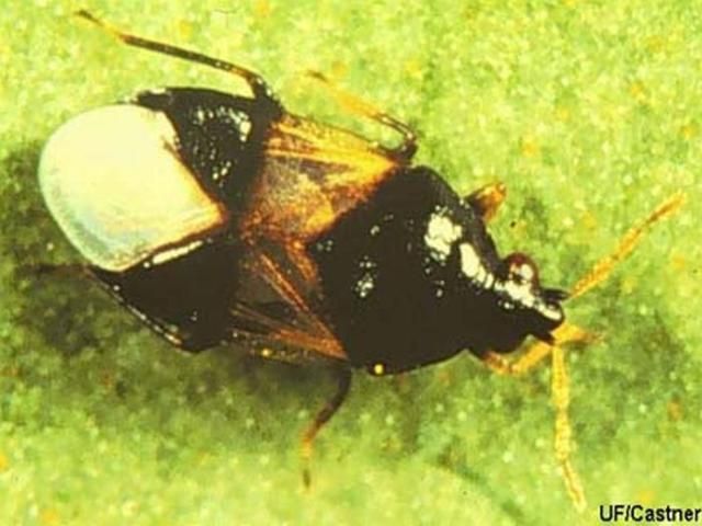 Figure 12. The minute pirate bugs are black with white markings. They prey on many small insects and eggs, including thrips. About 70 species exist in North America. Photograph by James Castner, University of Florida.