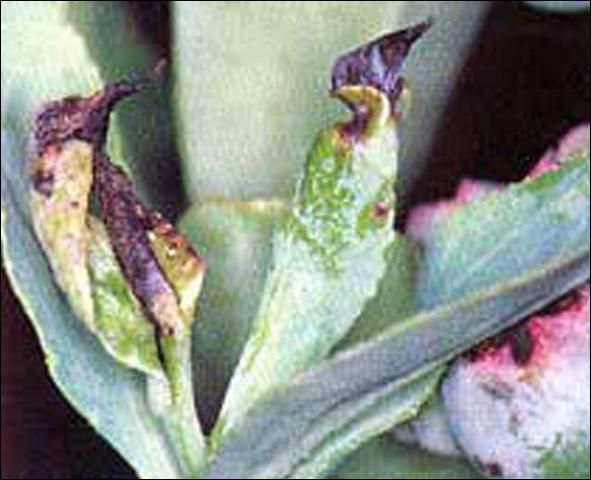 Figure 4. Meristem damage on rabbiteye blueberry due to infestation of the blueberry gall midge, Dasineura oxycoccana (Johnson).