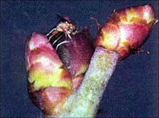 Figure 1. Adult blueberry gall midge, Dasineura oxycoccana (Johnson), ovipositing between bud scales of rabbiteye blueberry.