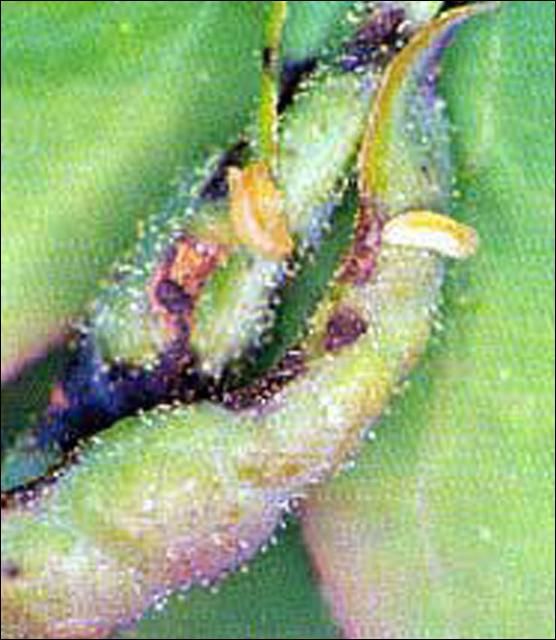 Figure 2. Larvae of the blueberry gall midge, Dasineura oxycoccana (Johnson), and leaf curling of rabbiteye blueberry.
