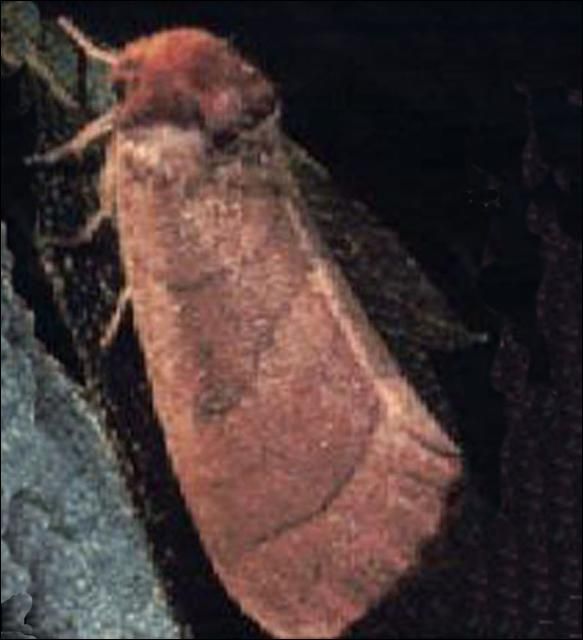 Figure 4. Adult of the azalea caterpillar, Datana major Grote & Robinson.