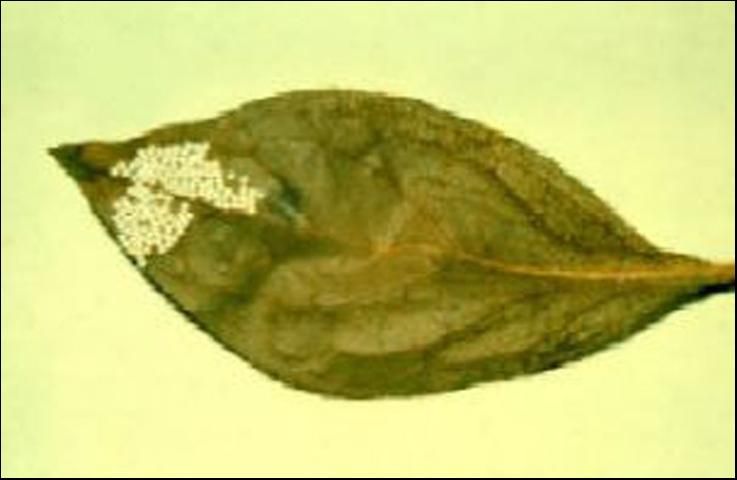 Figure 1. Eggs of the azalea caterpillar, Datana major Grote & Robinson.