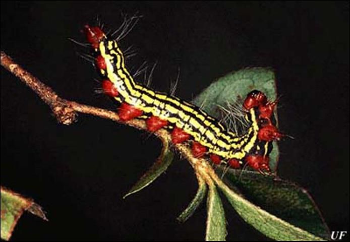 Figure 3. Mature larva of the azalea caterpillar, Datana major Grote & Robinson.