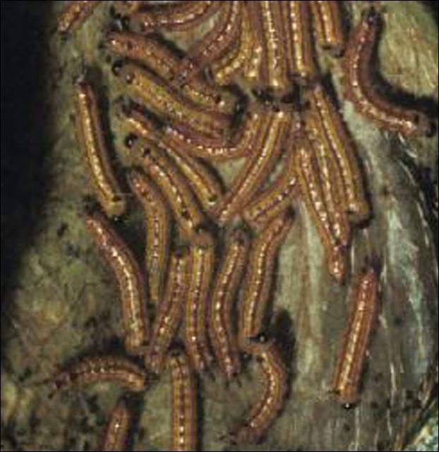 Figure 2. Young larvae of the azalea caterpillar, Datana major Grote & Robinson.