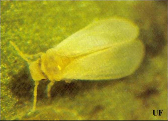 Figure 4. Adult of the bayberry whitefly, Parabemisia myricae (Kuwana).