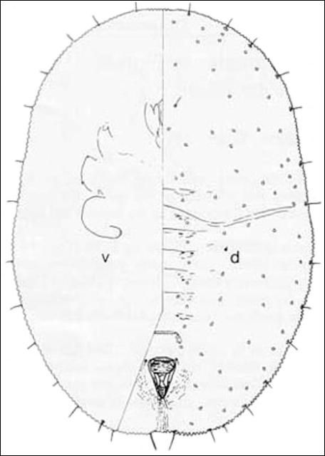 Figure 1. Fourth nymphal skin 