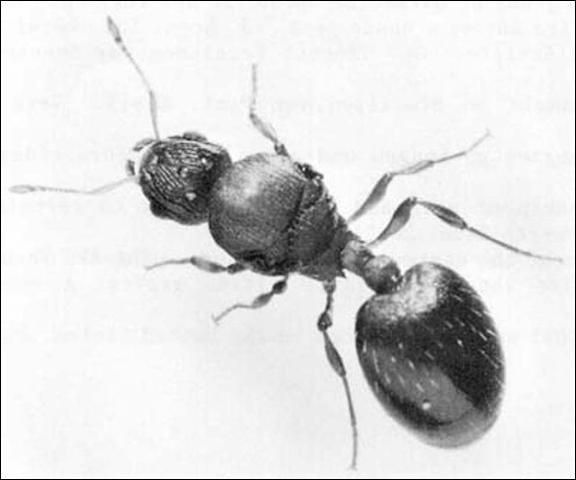 Figure 5. Little fire ant, Wasmannia auropunctata (Roger), queen.