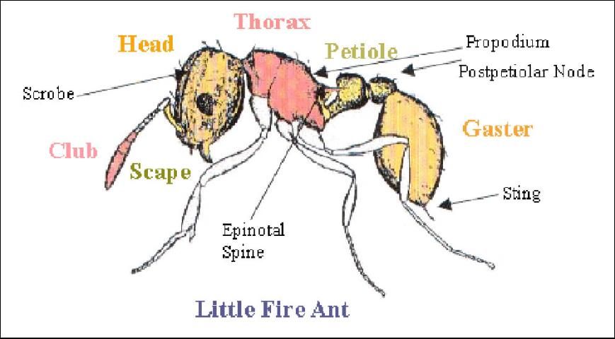 Figure 2. Lateral view of the little fire ant, Wasmannia auropunctata (Roger)