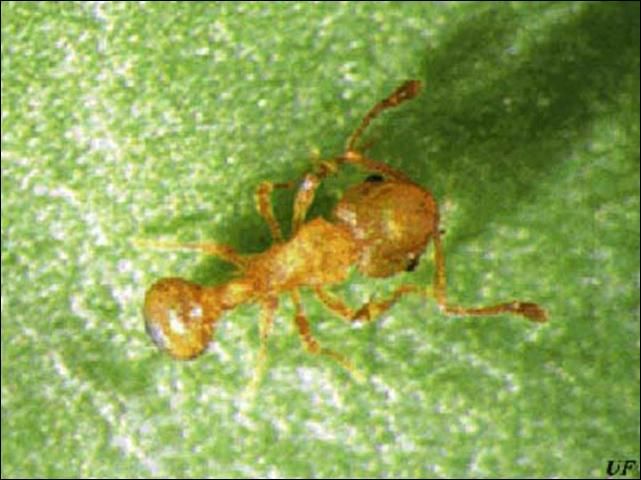 Figure 4. Little fire ant, Wasmannia auropunctata (Roger), worker.