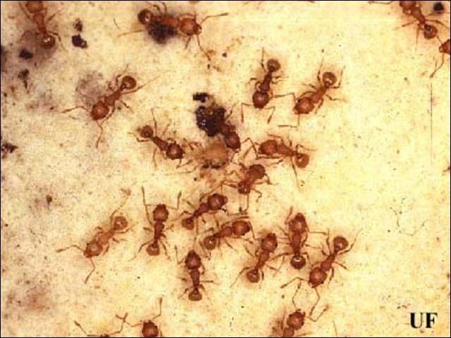 Figure 3. Little fire ant, Wasmannia auropunctata (Roger), workers.