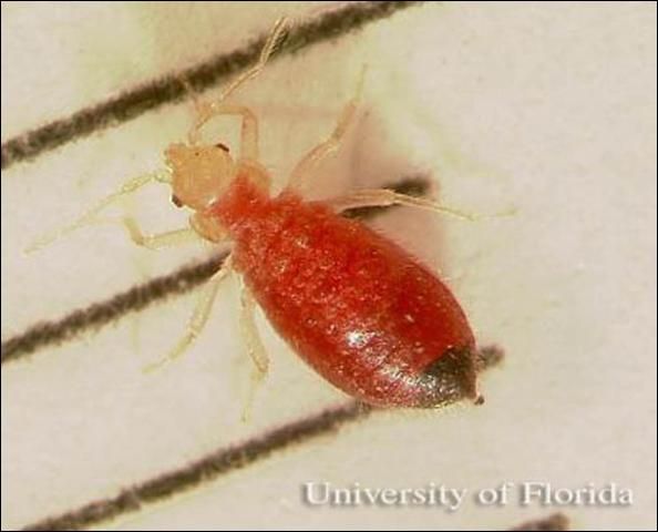 Figure 4. Nymph of the bed bug, Cimex lectularius Linnaeus.