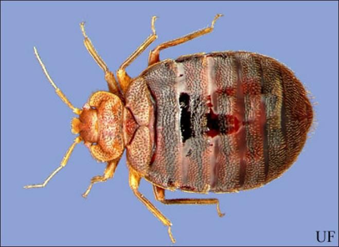 Figure 2. Dorsalview of an adult bed bug, Cimex lectularius Linnaeus.