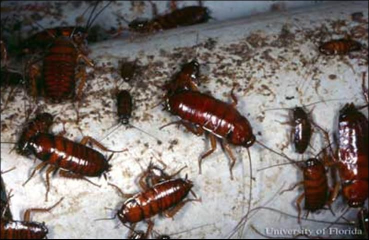 Figure 7. American cockroach, Periplaneta americana (Linnaeus), and their fecal smears.