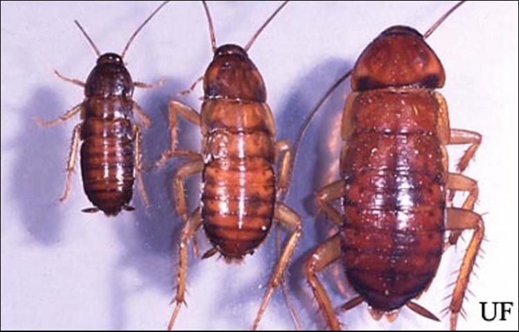 Figure 2. Fifth, sixth, and seventh instar nymphs of the American cockroach, Periplaneta americana (Linnaeus).
