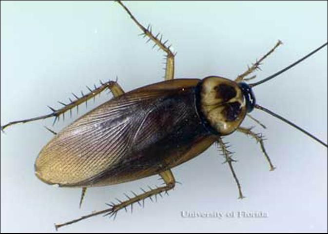 Figure 3. Adult male American cockroach, Periplaneta americana (Linnaeus).