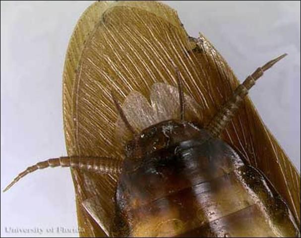 Figure 5. Adult male American cockroach, Periplaneta americana (Linnaeus), cerci and stylets (ventral view).