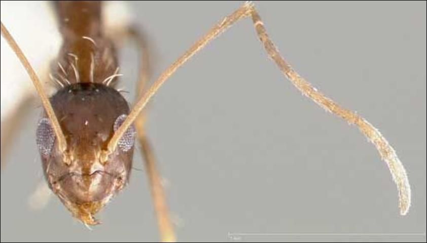 Figure 4. Frontal view of a crazy ant, Paratrechina longicornis (Latreille), showing the long, 12-segmented antenna and the position of the eyes. Ant collected in California, United States.