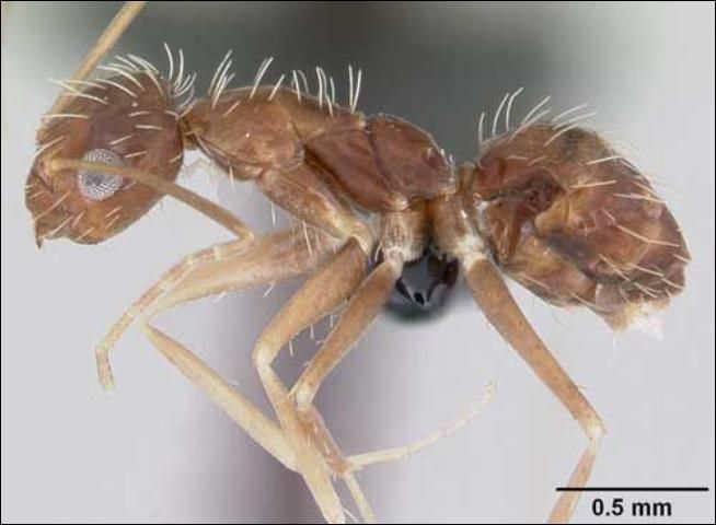Figure 3. Lateral view of a crazy ant, Paratrechina longicornis (Latreille), showing the setae. Ant collected in Réunion.