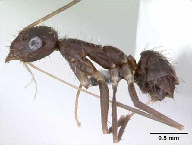 Figure 8. Lateral view of a crazy ant, Paratrechina longicornis (Latreille), showing the petiole. Ant collected in Paraguay.