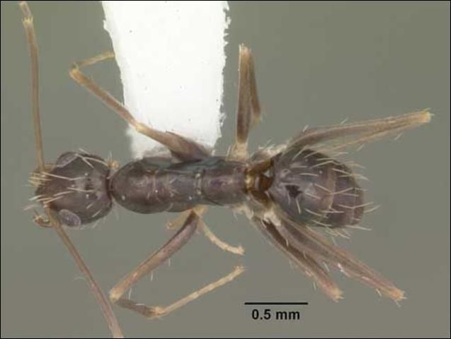 Figure 2. Dorsal view of a crazy ant, Paratrechina longicornis (Latreille). Ant collected in Florida, United States.