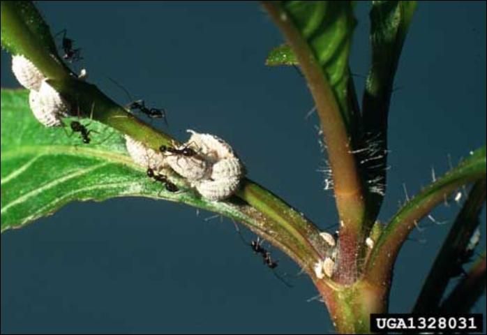 Figure 9. Workers of the crazy ant, Paratrechina longicornis (Latreille), frequently tend mealybugs and related insects for the sugary honeydew produced by these insects.